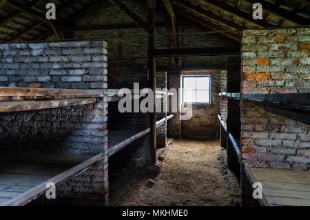 I letti delle donne prigionieri in una baracca di Auschwitz II Birkenau, campo di concentramento nazista della Polonia. Foto Stock