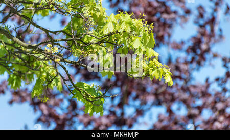 Norvegia ramo di acero in primavera sbocciano i fiori. Acer platanoides. Close-up di verde foglie illuminate dal sole e blumi della struttura contro il cielo blu. Bokeh in background. Foto Stock