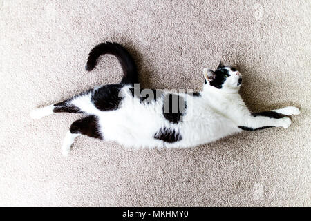 Un gatto pigramente stiramento durante il giorno. Foto Stock