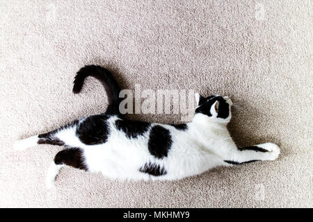 Un gatto pigramente stiramento durante il giorno. Foto Stock