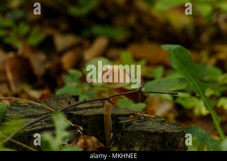 Wisconsin piccolo fungo cresce su legno di decomporsi e ceppi di alberi Foto Stock