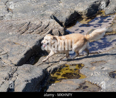 Seaton Sluice, Northumberland - Golden Retriever cane gioca sulle rocce. Foto Stock