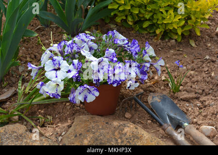 La Petunia 'cielo notturno' essendo piantato in un giardino aiuola di fiori in primavera. Foto Stock