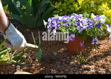 La Petunia 'cielo notturno' essendo piantato in un giardino aiuola di fiori in primavera. Foto Stock