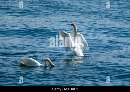 Swan sbattimenti ali Foto Stock