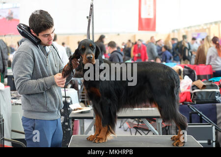 Il cane Groomer spazzolando la pelliccia di un Gordon Setter Foto Stock