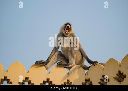 Grigio di una scimmia langur sbadiglia è seduta su una battuta di un tempio a Jaipur durante il tramonto, India. Foto Stock