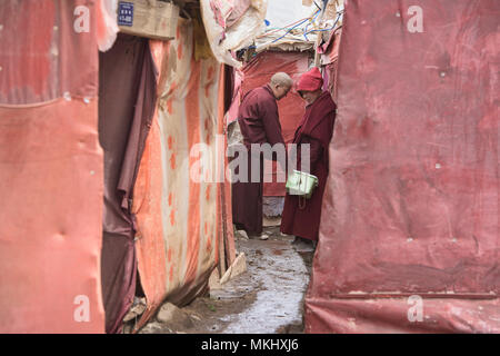 Il Tibetano le monache del monastero isola di Yarchen Gar, Sichuan, in Cina Foto Stock