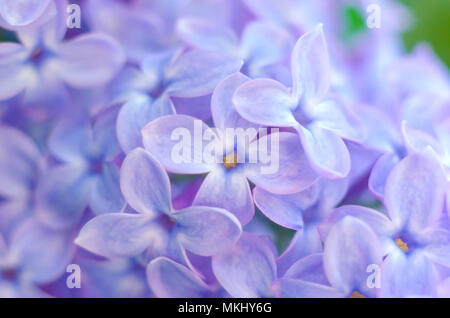 Purple lilac bush fioritura. La bella lilla freschi fiori viola. Close up di fiori lilla. Fiori di Primavera. Foto Stock