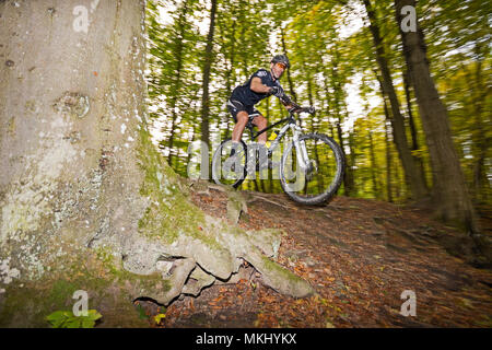 Mountainbiker nel bosco di Vienna a cavallo lungo il sentiero attraverso il dusky autunno foresta con grande faggio. Foto Stock