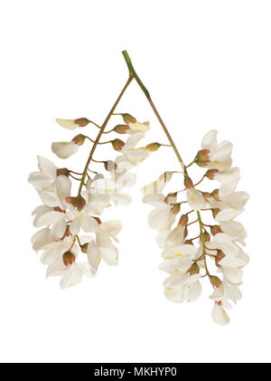 Robinia fiori isolati su sfondo bianco Foto Stock