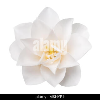 White Camellia Flower isolati su sfondo bianco Foto Stock