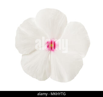 Bianco fiore pervinca capo isolato su bianco Foto Stock