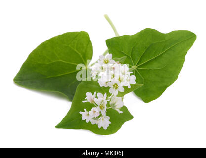 Pianta di grano saraceno con fiori isolati su sfondo bianco Foto Stock