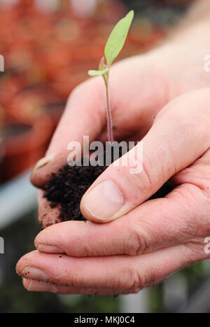 Piantine di pomodoro. Prugna italiano varietà di pomodoro 'Sun' Marzano piantina essendo invasati da giardiniere in primavera, REGNO UNITO Foto Stock