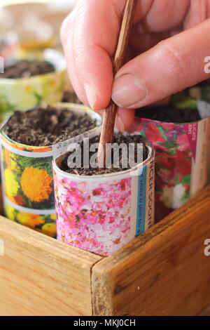 Effettuare il foro nel terreno di incapsulazione per seminare i semi in carta riciclata pentole come alternativa all'utilizzo di plastica nel giardinaggio, REGNO UNITO Foto Stock