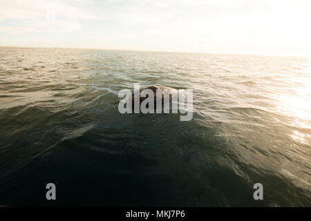 Whale watching in Magdalena Bay in Baja California Sur in Messico settentrionale Foto Stock