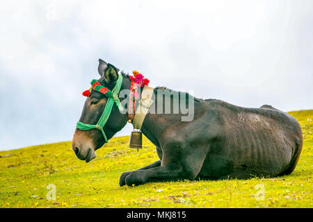 Wild Horse in Roopkund, Uttarakhand, India. Foto Stock