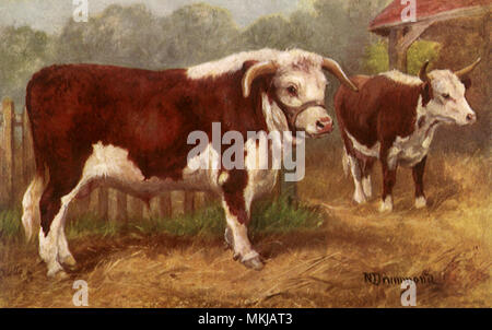 Hereford Bull e la mucca Foto Stock