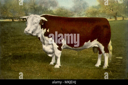 Champion Hereford Bull Foto Stock