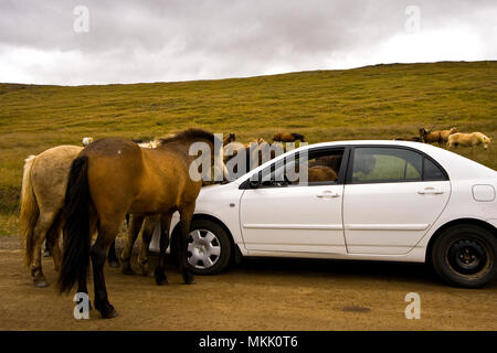 Cavallo di auto attacco. L'Islanda Foto Stock