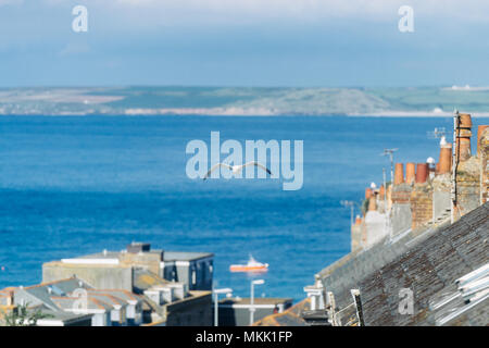 Seagull volare sopra gli edifici di St Ives Foto Stock