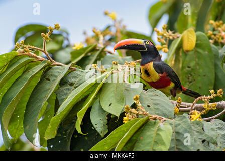 Fiery-fatturati Aracari - Pteroglossus frantzii, bella colorata toucan dal Costa Rica foresta. Foto Stock