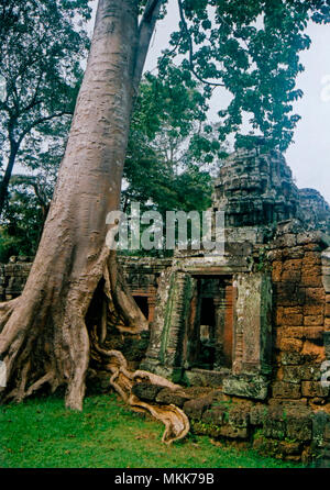 Natura recupera l antica città Khmer di Angkor watt in Cambogia Foto Stock