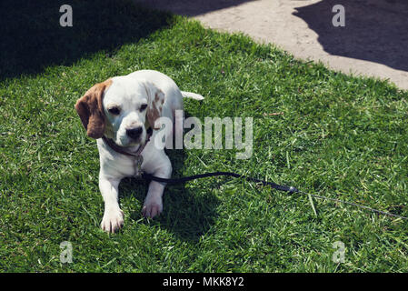 Beagle femmina posa su un prato verde Foto Stock