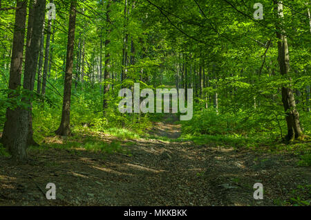 Percorso che conduce nel verde tranquilizing Foresta di primavera in suolo pubblico sulla Wielka (grande) Czantoria pendenza di Ustron, Slesia Beskids, Polonia. Foto Stock