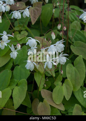 Una chiusura di un gruppo di fiori bianchi di Epimedium x youngianum Niveum Foto Stock