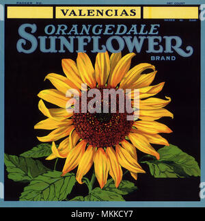 Etichetta di semi di girasole Foto Stock