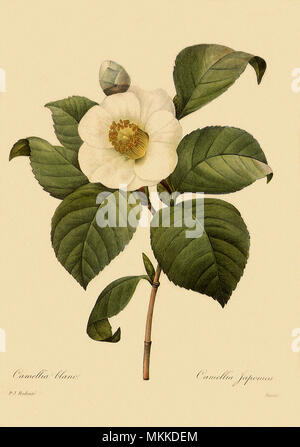 Camellia japonica Foto Stock