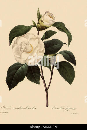 Camellia japonica Foto Stock