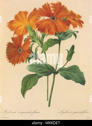 Camellia japonica Foto Stock