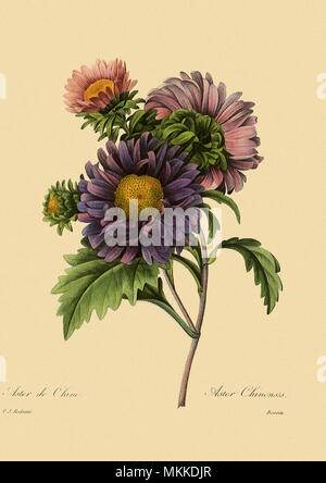 Aster cinese Foto Stock