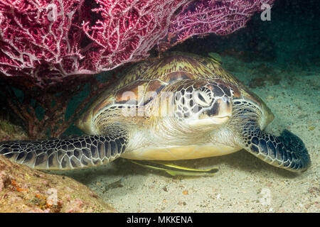 Una specie in via di estinzione, questa tartaruga verde, Chelonia Mydas, è appoggiata sotto una ventola di corallo gorgonia lungo con due remora, Filippine. Foto Stock