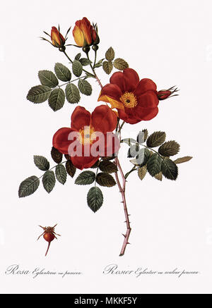 Rame austriaca Rose Foto Stock