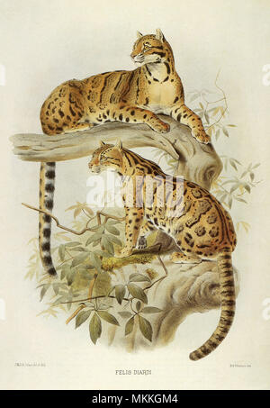 Neofelis nebulosa Foto Stock