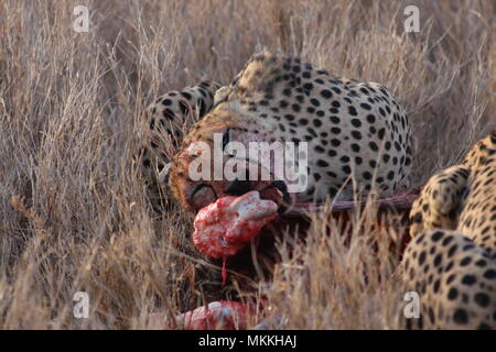 Cheetah calcoli su una gamba di zebra, il sangue sul suo volto. Foto Stock