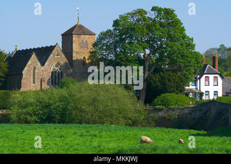 Mordiford Herefordshire pecore pascolano sulla pianura alluvionale accanto al fiume Luggo REGNO UNITO Foto Stock