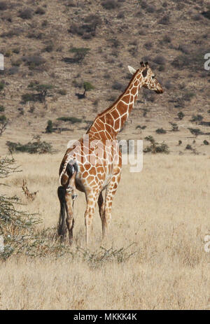 La giraffa parto - un lungo processo Foto Stock