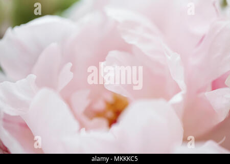 Close-up Peonia Rosa. Bouquet di nozze. Moderno disheveled asimmetrico mazzo nuziale. Fiori di Primavera Foto Stock