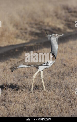 Orgogliosa Kori Bustard a piedi attraverso le erbe secche del centro di Meru Foto Stock