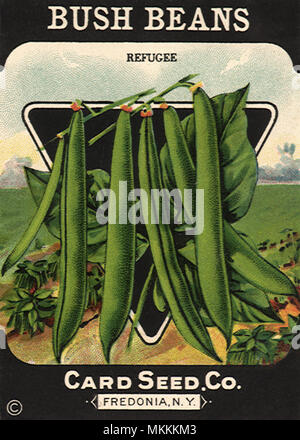 Bush fagioli pacchetto di sementi Foto Stock