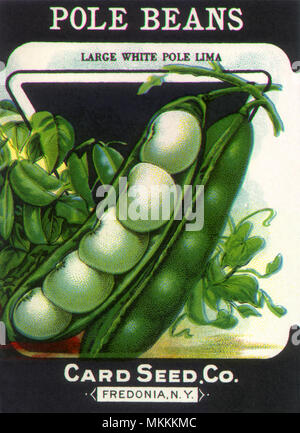 Polo semi di fagioli Foto Stock