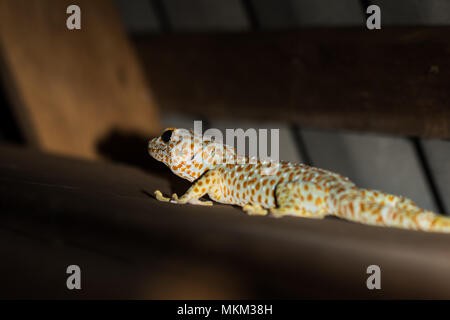 Un grande vino di Tokay Gecko seduta nella parete. Koh Rong Samloem, Cambogia. Foto Stock