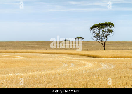 Parzialmente raccolto frumento paddock con alberi Australia occidentale Foto Stock