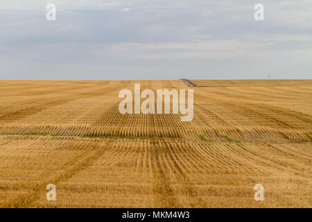 Righe e righe di frumento nel paddock del Western Australia Foto Stock