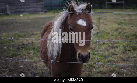 Vivere la mia migliore vita da pony Foto Stock